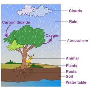 Forests: Our lifeline